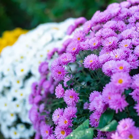 Coworking & Coliving * Девин