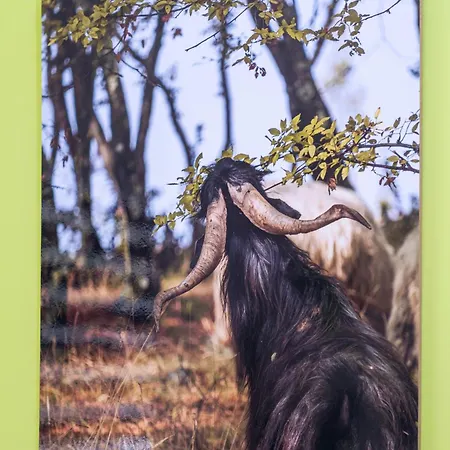 Coworking & Coliving * Девин